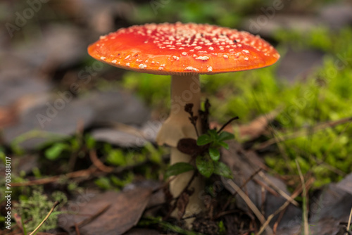 The poisonous mushroom Amanita muscaria in the forest.