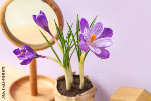 Pot with beautiful crocus flowers on table near lilac wall, closeup