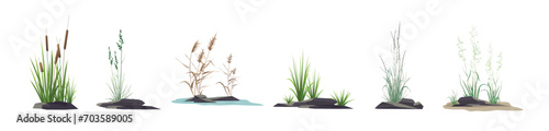 Cattail, reeds, cane, sedge, bluegrass and other marsh and steppe grass - a set of color vector drawings of plants near stones isolated on a white background. photo