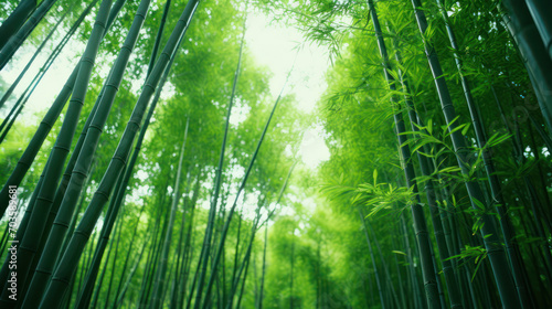 Bamboo forest with bamboo trees towering into the sky