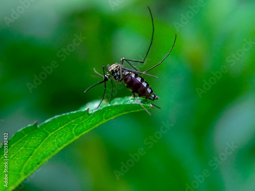 Forest mosquitoes feed on leaves © wong ndeso