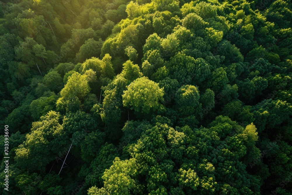 A mesmerizing view of a lush green jungle, with towering trees and vibrant leaves, invites us to immerse ourselves in the breathtaking beauty of nature A mesmerizing view of a lush green jungle, with towering trees and vibrant leaves, invites us to immerse ourselves in the breathtaking beauty of nature