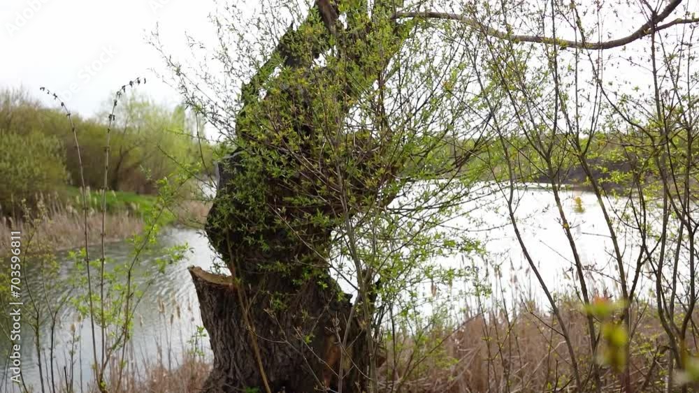 An old cut and broken tree trunk with green leaves on the shore of a lake Calma, Serbia