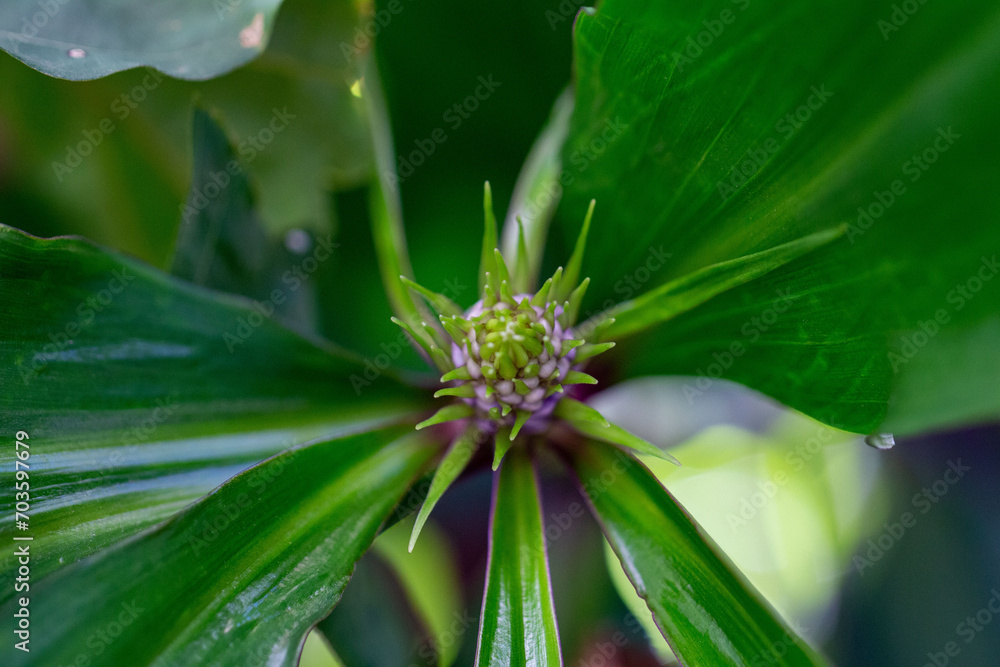 Gengibre azul ou Dichorisandra thyrsiflora Gengibre azul ou Dichorisandra thyrsiflora