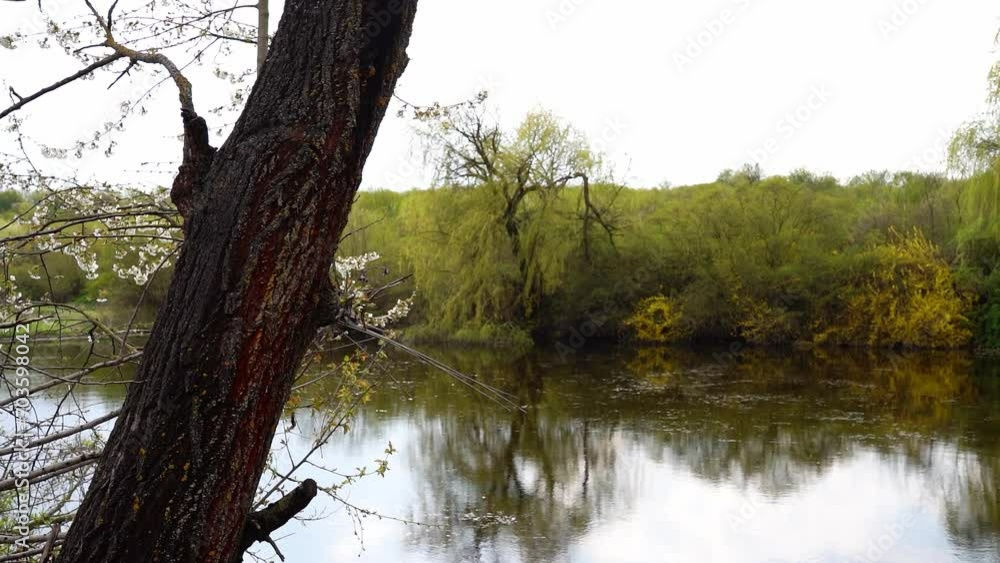 A tree trunk in front of a lake and weeping willow on the other side A tree trunk in front of a lake and weeping willow on the other side