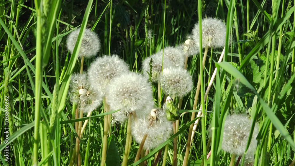 Fragile dandelion seed heads. Typical wild plants of the summer season in a meadow. The dandelion seed heads stand among grass stems, showcasing the fragile beauty moods of summer in a close-up view. Fragile dandelion seed heads. Typical wild plants of the summer season in a meadow. The dandelion seed heads stand among grass stems, showcasing the fragile beauty moods of summer in a close-up view.