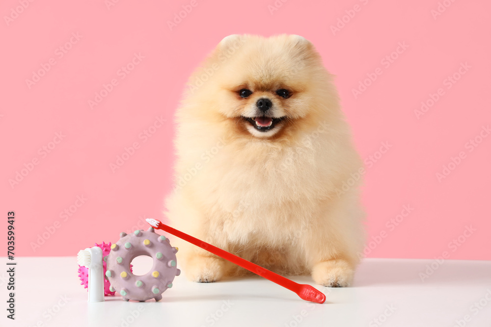 Adorable Pomeranian dog sitting on white table with pet toys and toothbrush against pink background Adorable Pomeranian dog sitting on white table with pet toys and toothbrush against pink background