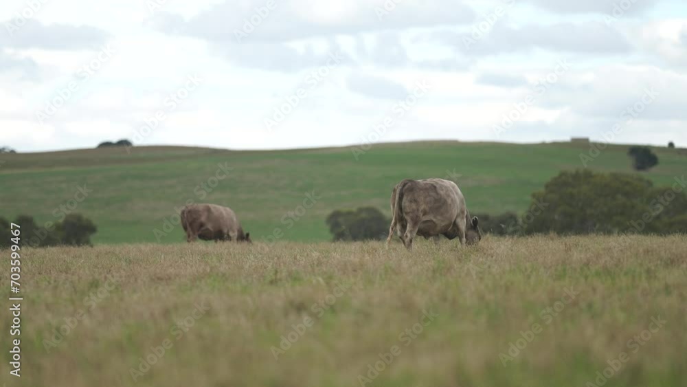 Australia cows in a field grazing on pasture in a dry summer drought. sustainable beef cattle in a agricultural farm. cow farming Australia cows in a field grazing on pasture in a dry summer drought. sustainable beef cattle in a agricultural farm. cow farming