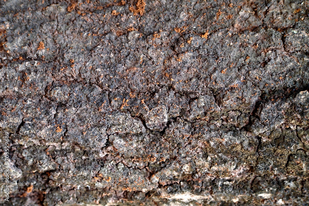 Tree bark background. Texture of the brown bark of a tree. Tree bark Texture. Tree bark background. Texture of the brown bark of a tree. Tree bark Texture.