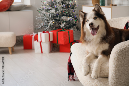 Cute Husky dog at home on Christmas eve photo