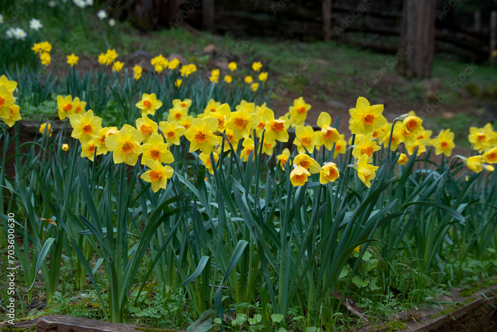 Daffodil Hill Daffodil Hill