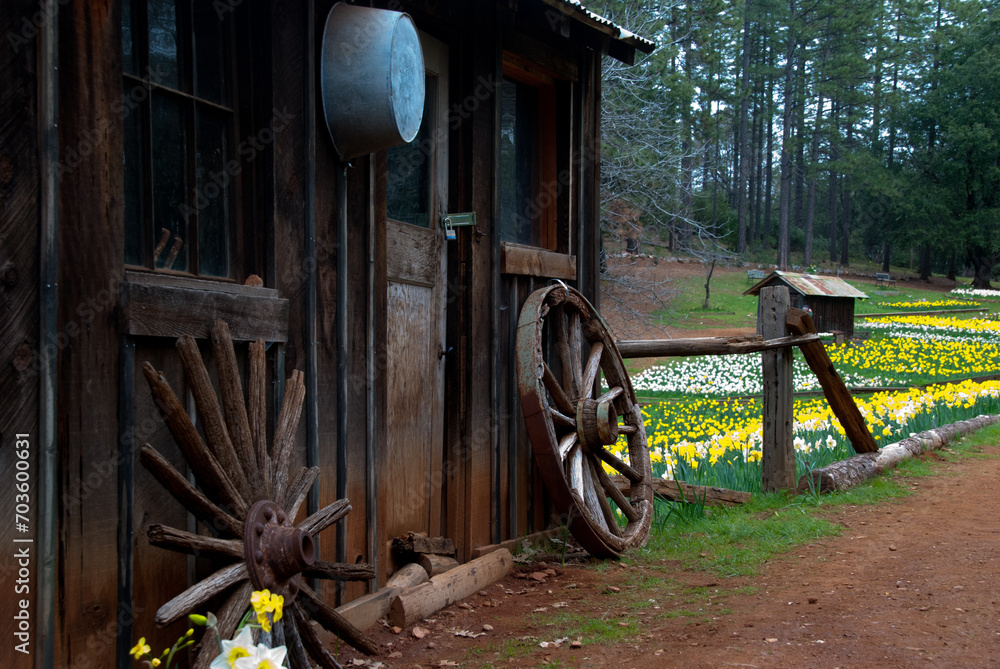 Fototapeta premium Daffodil Hill
