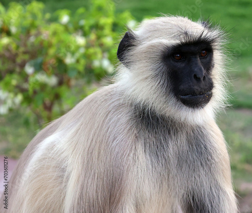 Wallpaper Mural Gray langurs, also called Hanuman langurs and Hanuman monkeys, are Old World monkeys native to the Indian subcontinent constituting the genus Semnopithecus. Torontodigital.ca