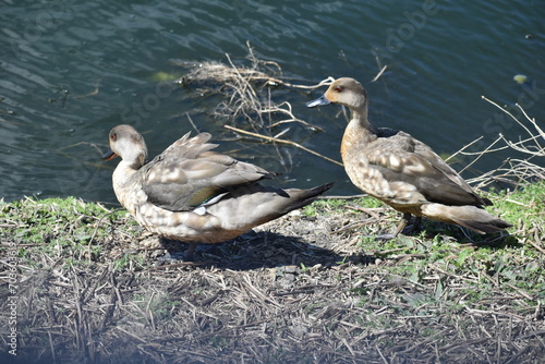 patos