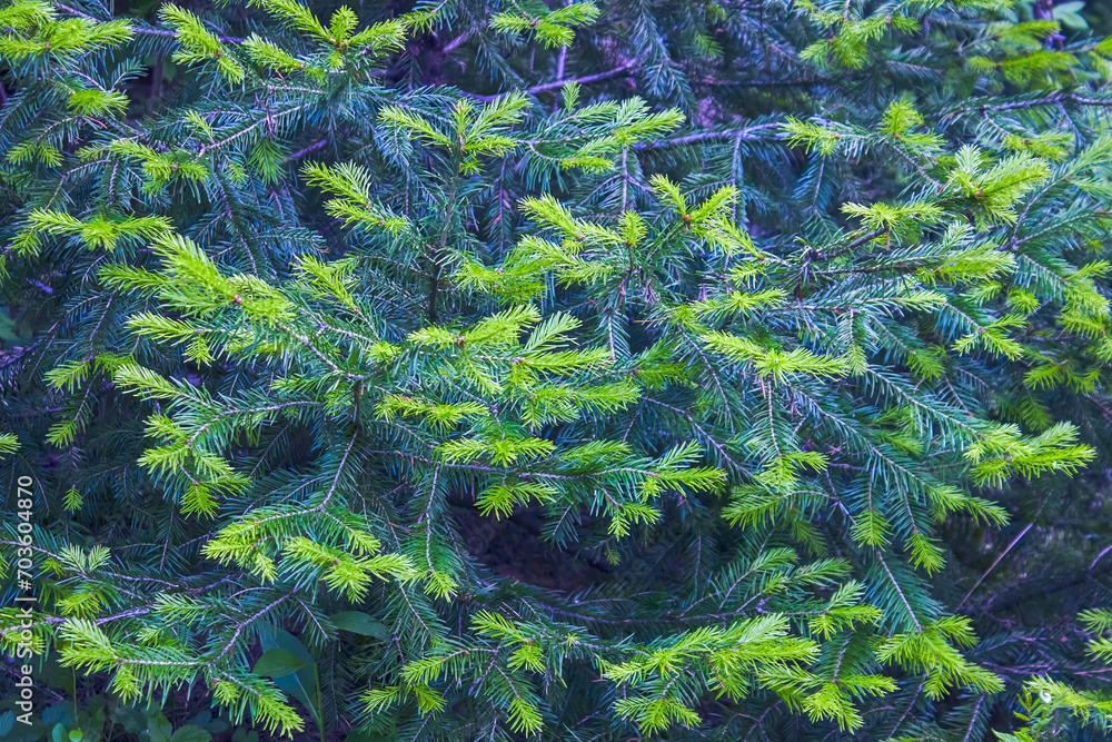 Short needles of a coniferous tree close-up on a green background, texture of needles of a Christmas tree close-up, texture of pine needles, green branches of a pine tree close-up.