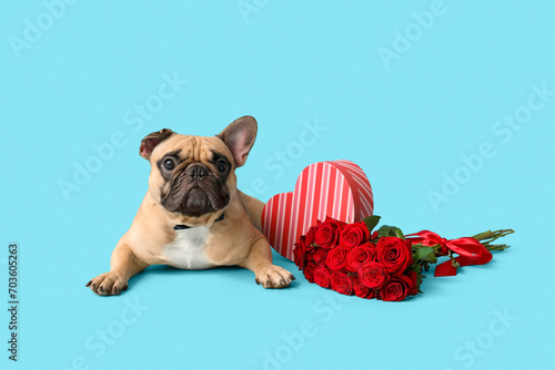 Cute French bulldog with gift box and red roses on blue background. Valentine's Day celebration photo