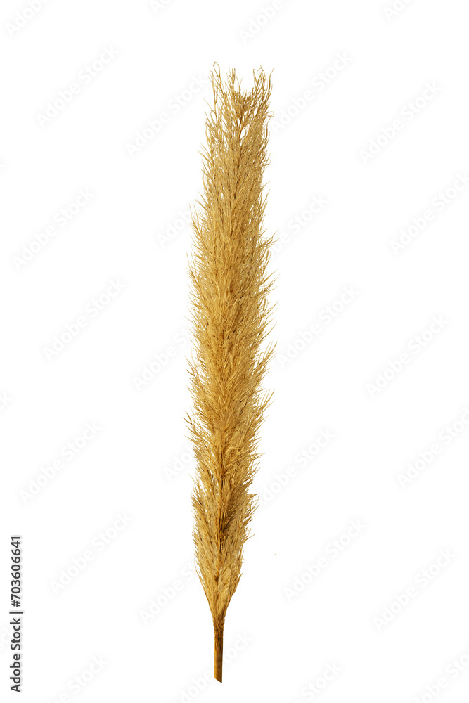 Fototapeta premium Pampas grass isolated on white isolated background.