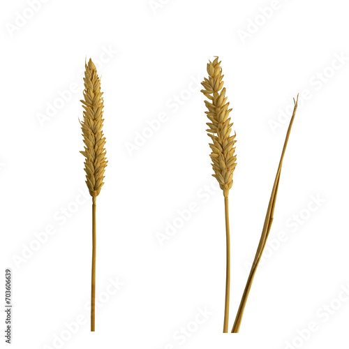 durum or hard wheat dry plant isolated on white background