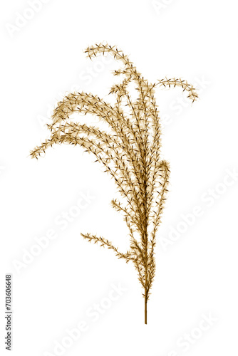 Miscanthus sinensis, or Chinese reed grass isolated on white background.