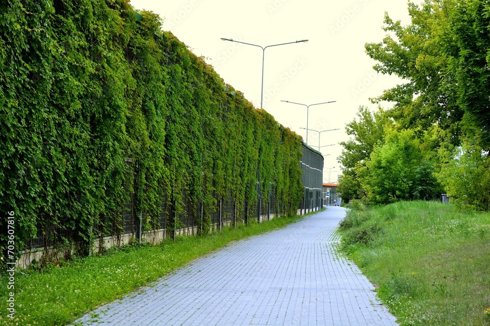 Overgrown with ivy soundproofing panels by the road and view of the sidewalk