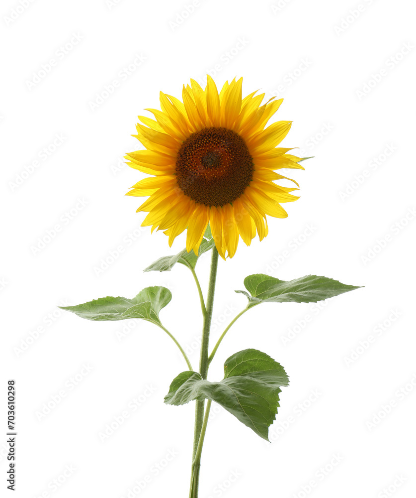 Fototapeta premium Beautiful bright blooming sunflower isolated on white