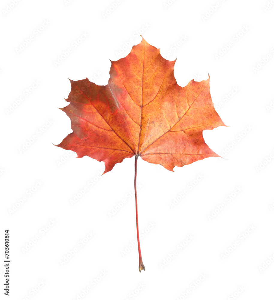 Autumn season. One maple leaf isolated on white Autumn season. One maple leaf isolated on white