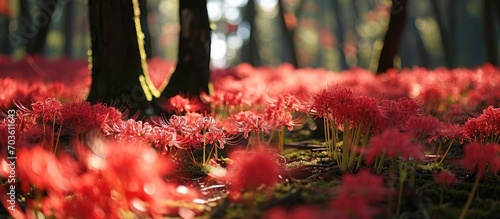 Red spider lilies covering the ground. photo