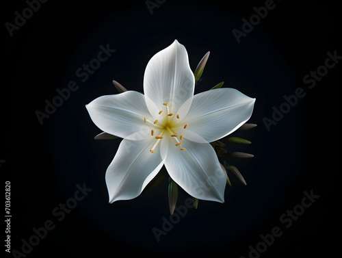 Jesmine flower in studio background, single jesmine flower, Beautiful flower images