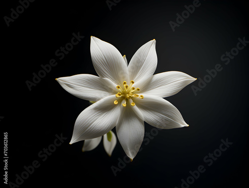 Jesmine flower in studio background, single jesmine flower, Beautiful flower images