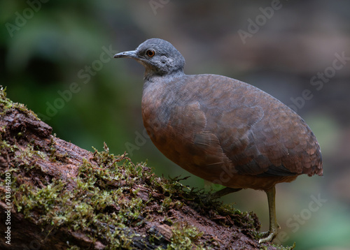 Little Tinamou in the jungles of Colombia 