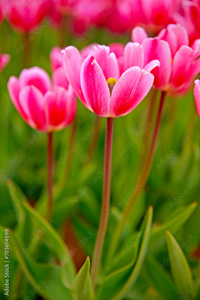 Spring blooming tulip field. Flowers tulips, Spring floral background. Spring blooming tulip field. Flowers tulips, Spring floral background.