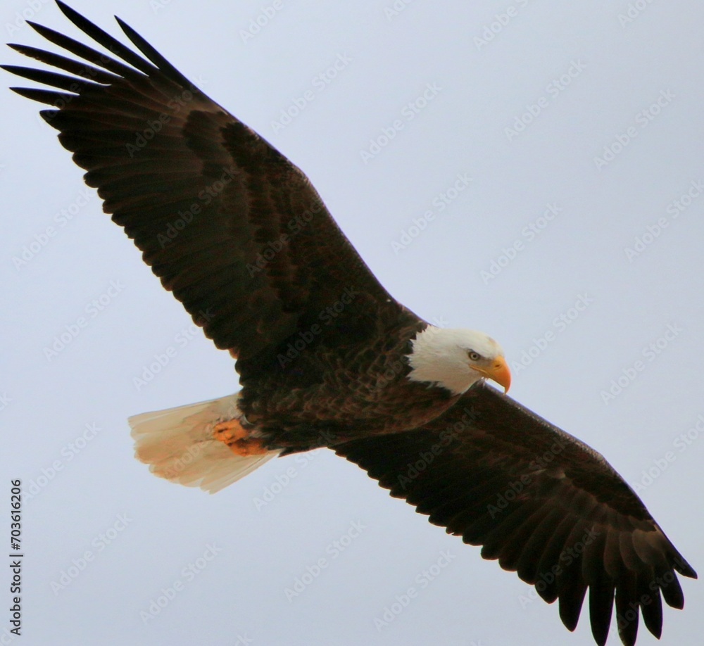 Obraz premium Beautiful Bald Eagle in Flight
