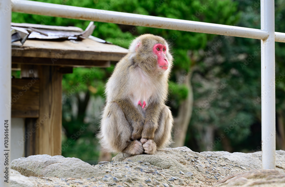 Fototapeta premium 遠くを見つめる猿のポートレート