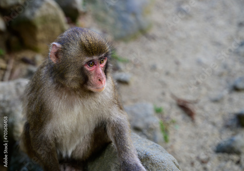 遠くを見つめる猿のポートレート © IEPPEI