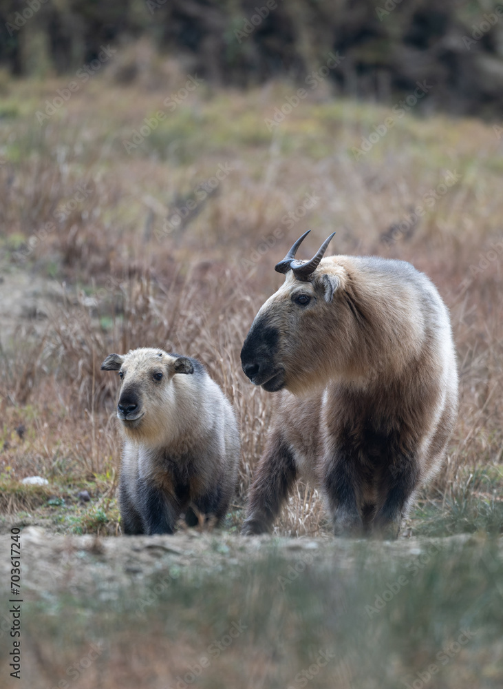 Obraz premium Wild Takin in Sichuan province, China