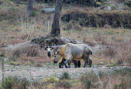 Wild Takin in Sichuan province, China © imphilip