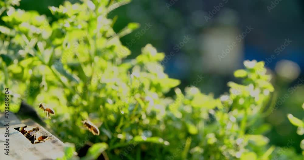 honey bees flying in the spring field slow motion honey bees flying in the spring field slow motion