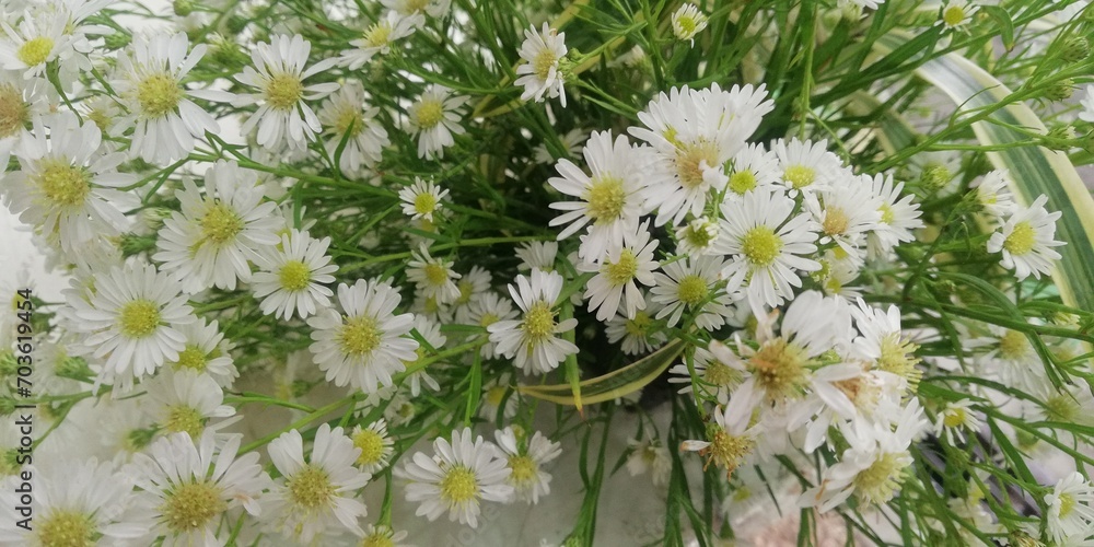 Fototapeta premium White chrysanthemums on blur background. Selective focus, Valentine day concept