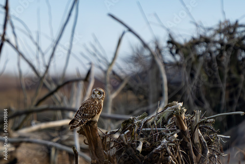 Wallpaper Mural Short-Eared Owl Hunting on a Cloudy Winter Day Torontodigital.ca