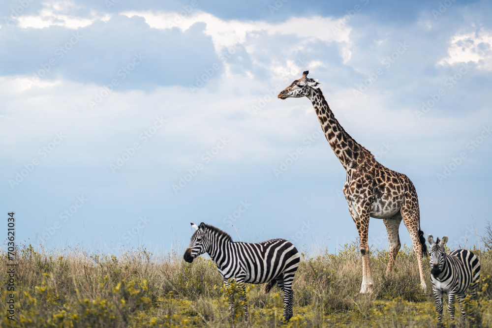 Obraz premium Herbivores in Africa