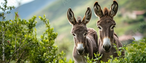 Donkeys, mother and offspring, in green environment, observing the camera.