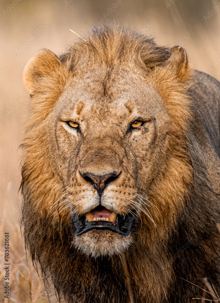 Obraz premium Male lion portrait