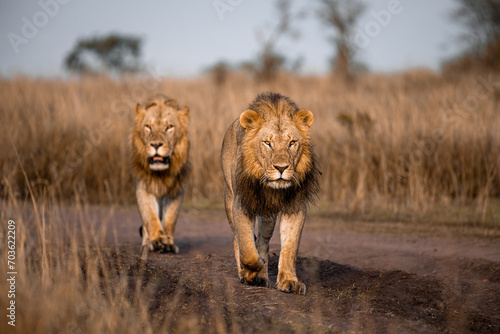 Big male lions of Mara