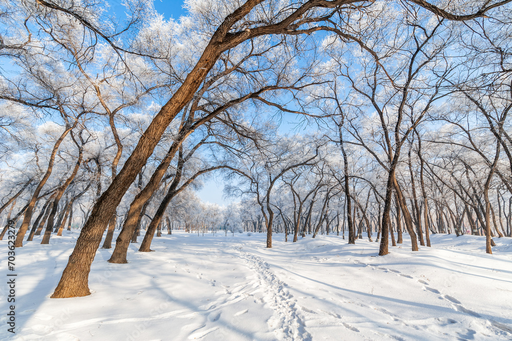 Rime landscape of urban forest in Daqing City, Heilongjiang Province, China. Rime landscape of urban forest in Daqing City, Heilongjiang Province, China.