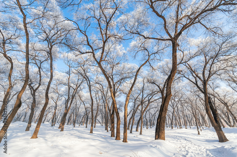Rime landscape of urban forest in Daqing City, Heilongjiang Province, China. Rime landscape of urban forest in Daqing City, Heilongjiang Province, China.