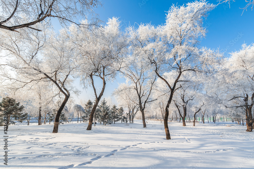 Rime landscape of urban forest in Daqing City, Heilongjiang Province, China. Rime landscape of urban forest in Daqing City, Heilongjiang Province, China.