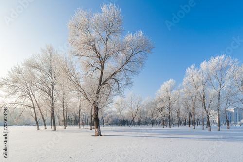 Rime landscape of urban forest in Daqing City, Heilongjiang Province, China. © 孝通 葛