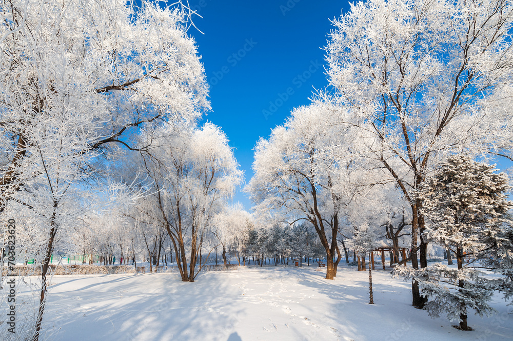 Rime landscape of urban forest in Daqing City, Heilongjiang Province, China. Rime landscape of urban forest in Daqing City, Heilongjiang Province, China.