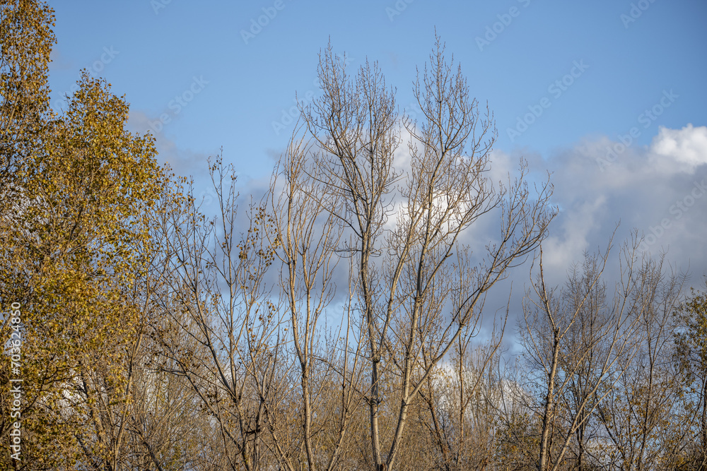 A beautiful autumn landscape with leafless trees A beautiful autumn landscape with leafless trees