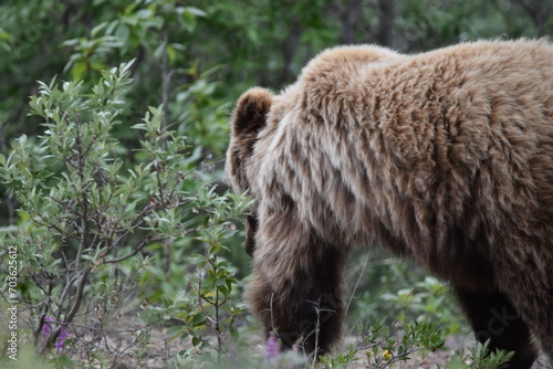 Brown Bear in Denali Nation Park, Alaska